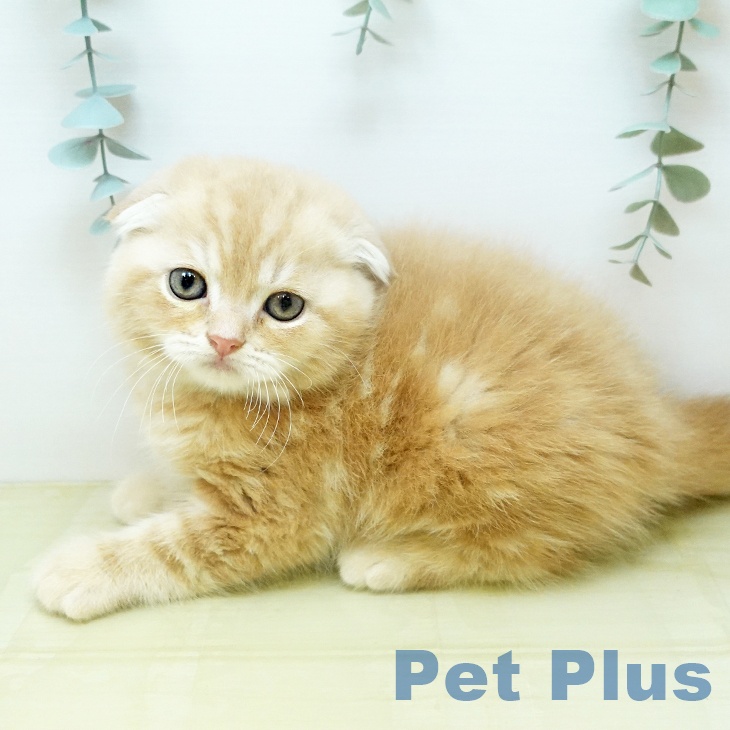 スコティッシュフォールドの写真2