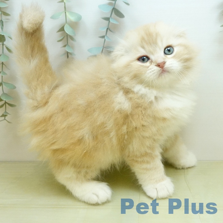 スコティッシュフォールド