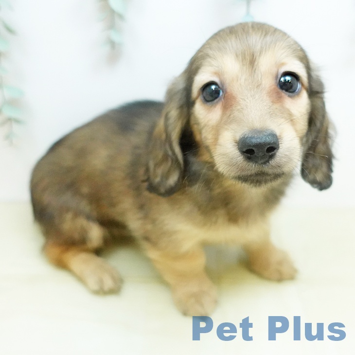 ミニチュア・ダックスフンド