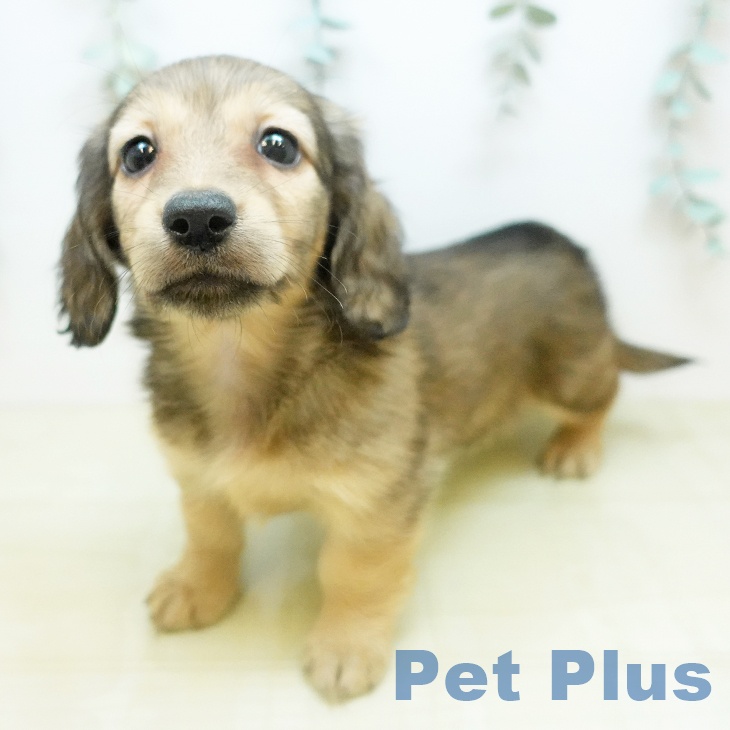 ミニチュア・ダックスフンド