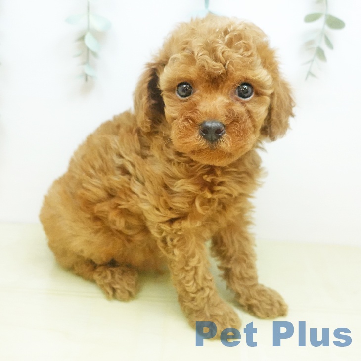 愛媛県のトイプードル(トイ) (ペットプラス 新居浜店/2026年2月11日生まれ/男の子/アプリコット)の子犬の1枚目の画像