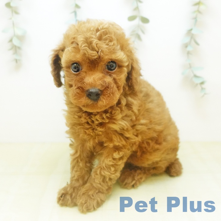 愛媛県のトイプードル(トイ) (ペットプラス 新居浜店/2026年2月11日生まれ/男の子/アプリコット)の子犬の2枚目の画像