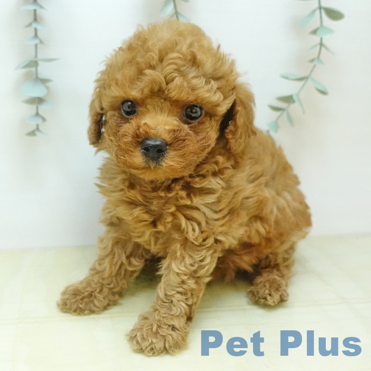 香川県のトイプードル(トイ) (ペットプラス 綾川店/2026年2月11日生まれ/女の子/アプリコット)の子犬の1枚目の画像