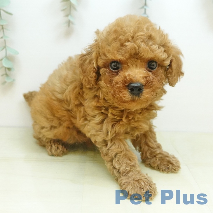 香川県のトイプードル(トイ) (ペットプラス 綾川店/2026年2月11日生まれ/女の子/アプリコット)の子犬の2枚目の画像