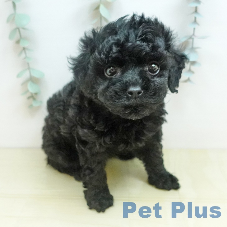 トイ・プードル