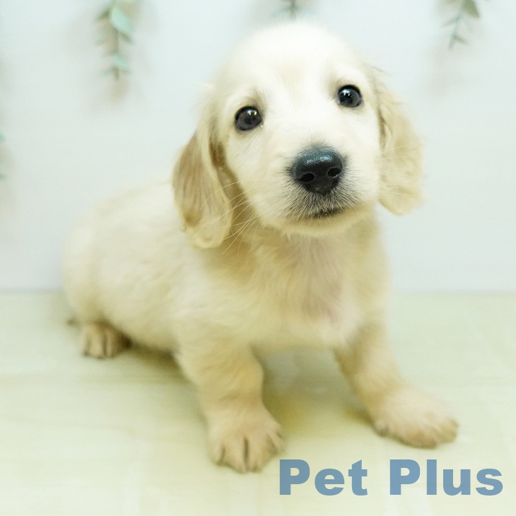 ミニチュア・ダックスフンド