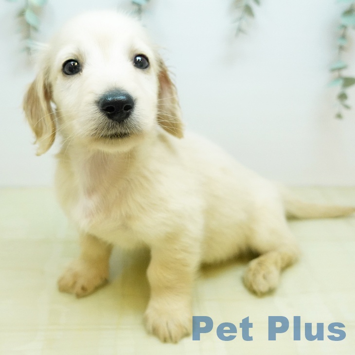 ミニチュア・ダックスフンドの写真2