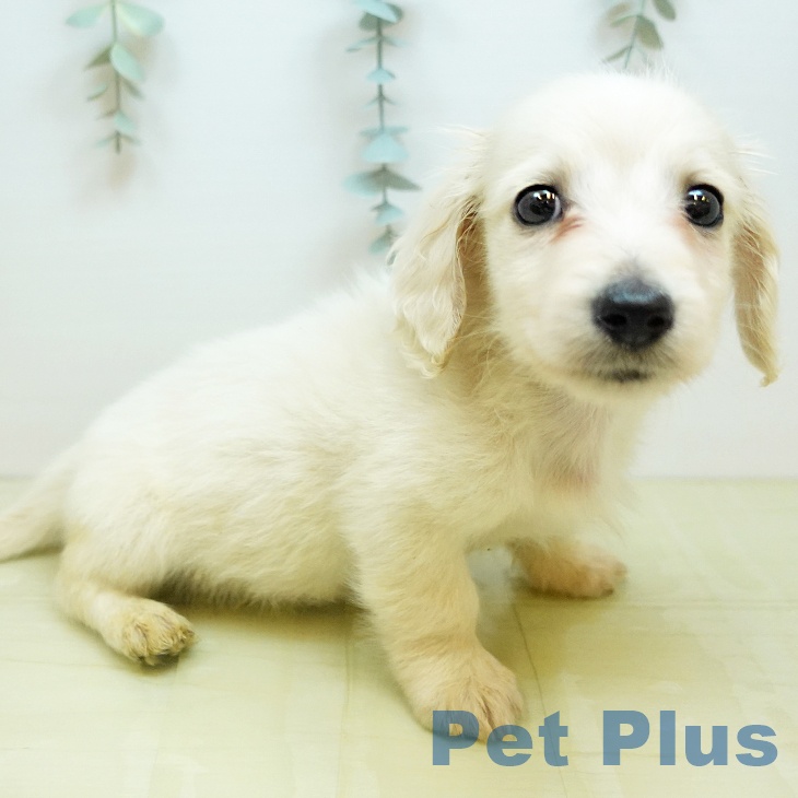 ミニチュア・ダックスフンド