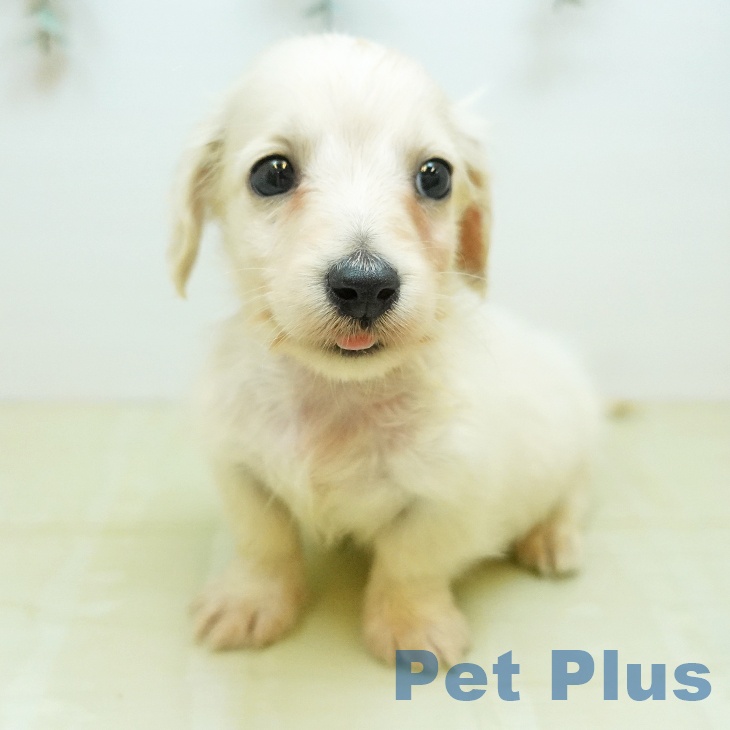 ミニチュア・ダックスフンド