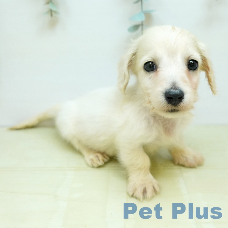 ミニチュア・ダックスフンドの写真2