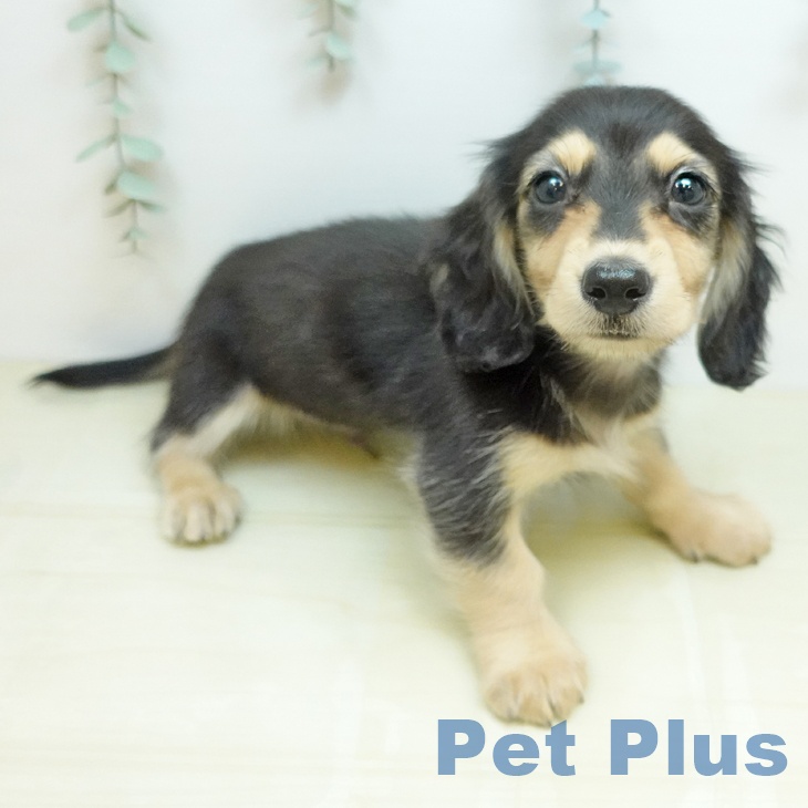 カニーンヘン・ダックスフンド