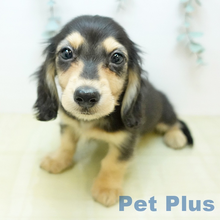 カニーンヘン・ダックスフンドの写真2