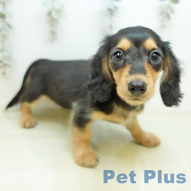 カニーンヘン・ダックスフンド