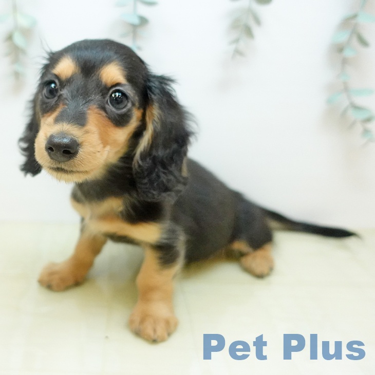 カニーンヘン・ダックスフンドの写真2