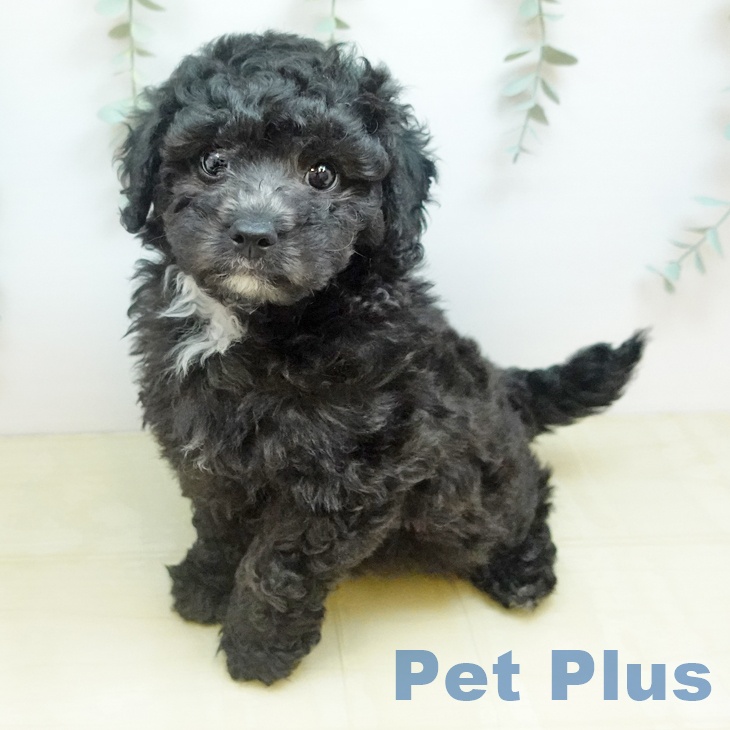 トイ・プードル