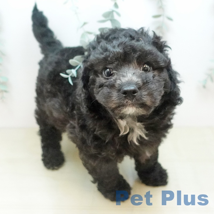 トイ・プードル