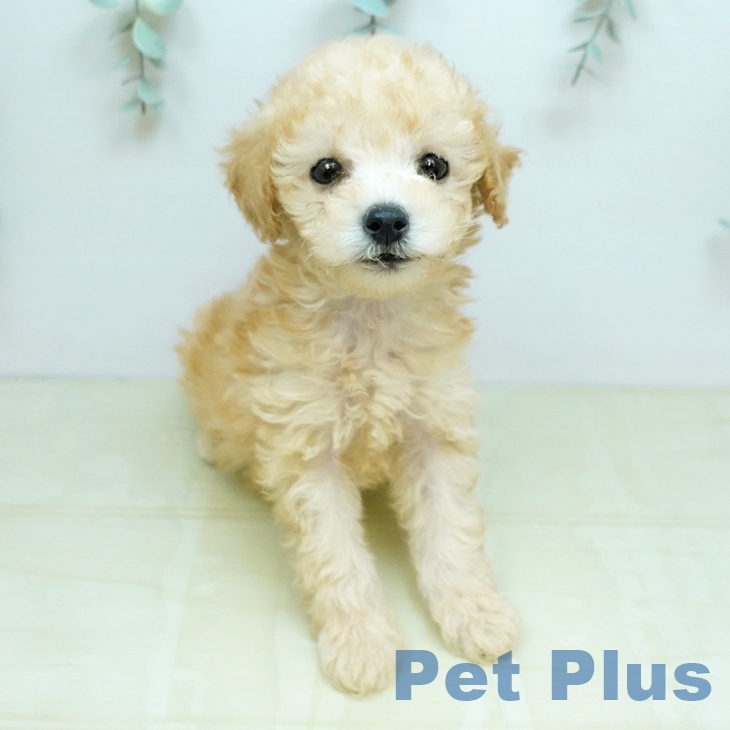 トイ・プードルの写真1