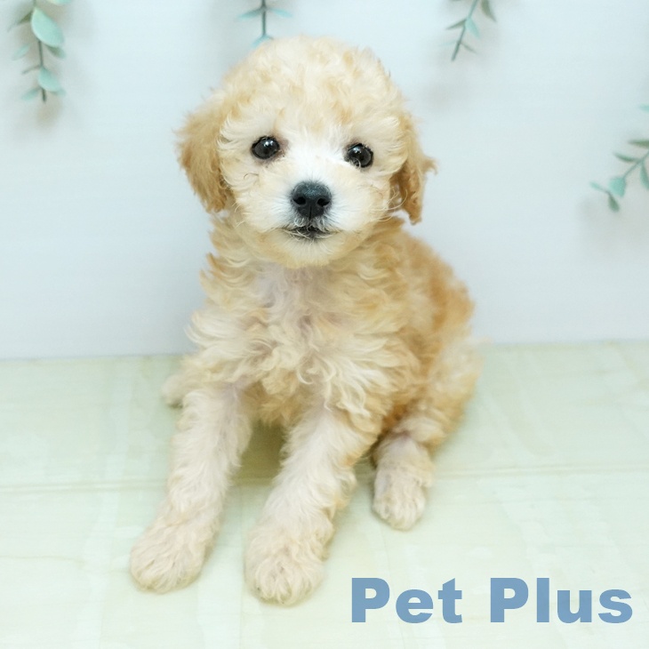 トイ・プードルの写真2