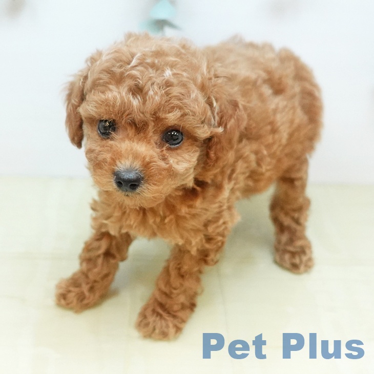 トイ・プードル