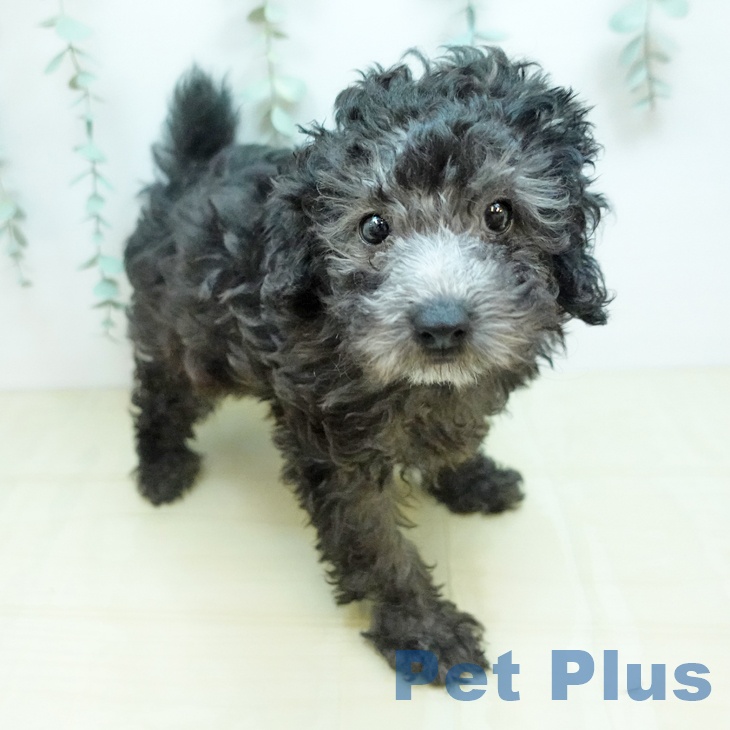 トイ・プードル