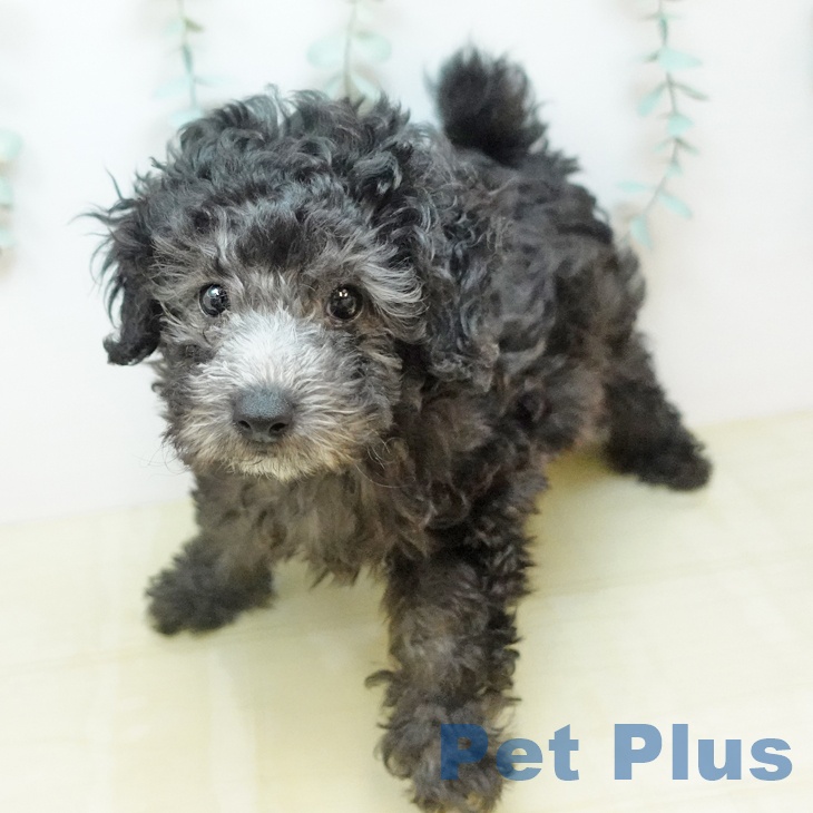 トイ・プードル