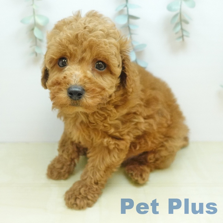 トイ・プードル