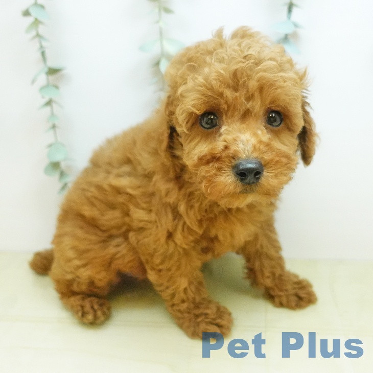 トイ・プードルの写真2