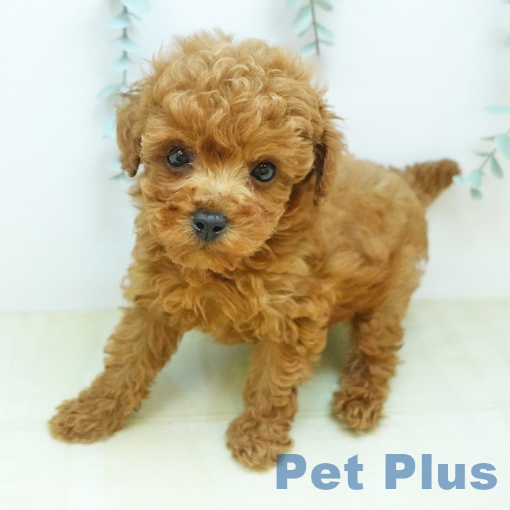 トイ・プードルの写真2