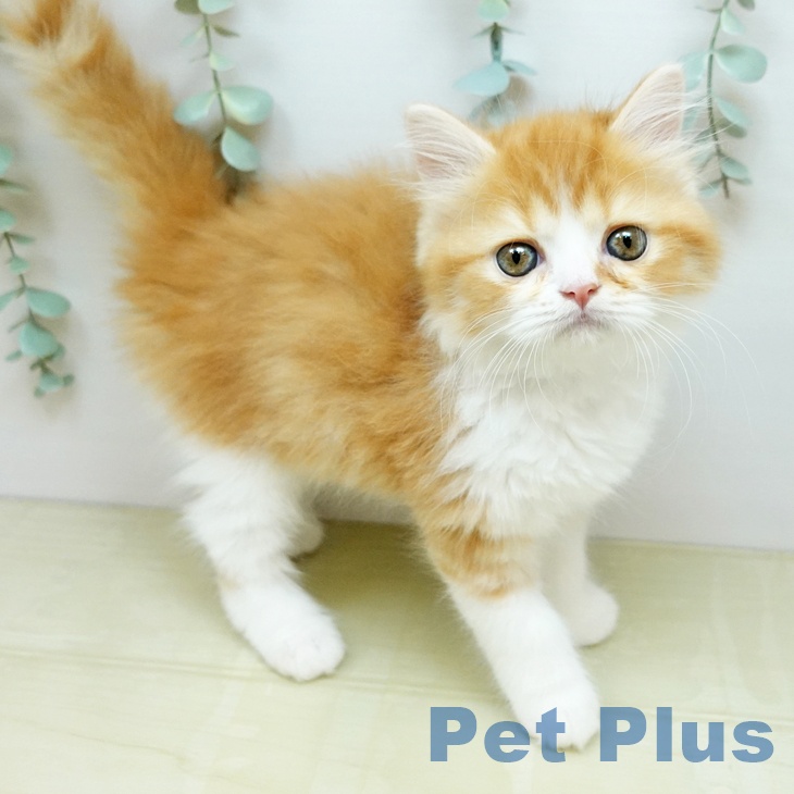 スコティッシュフォールド