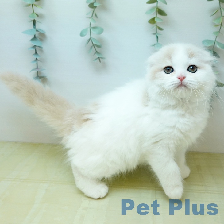 スコティッシュフォールド