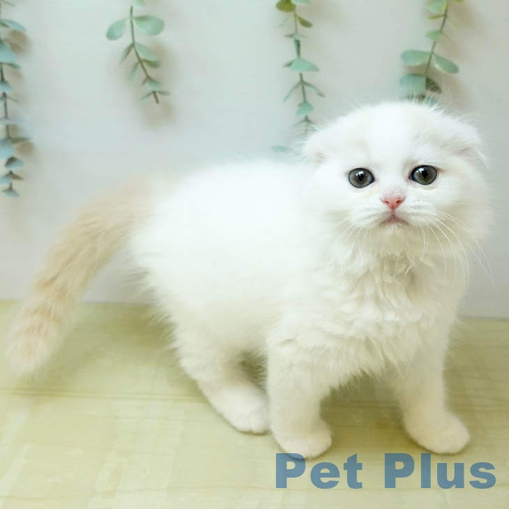 スコティッシュフォールド