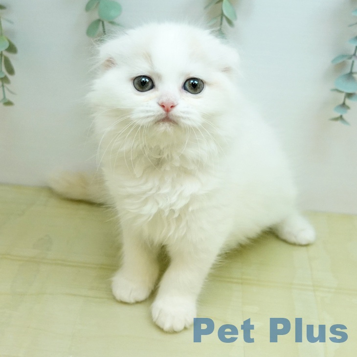 スコティッシュフォールド