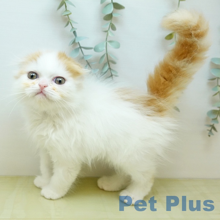 茨城県のスコティッシュフォールド (ペットプラス つくば店/2026年2月10日生まれ/男の子/レッドホワイト)の子猫の1枚目の画像
