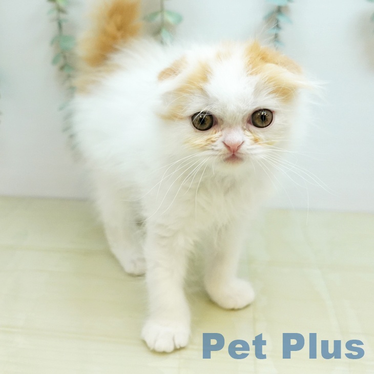 茨城県のスコティッシュフォールド (ペットプラス つくば店/2026年2月10日生まれ/男の子/レッドホワイト)の子猫の2枚目の画像