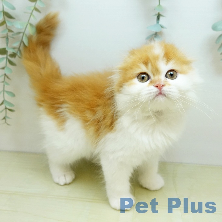 スコティッシュフォールド