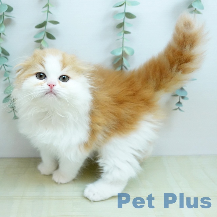 スコティッシュフォールド