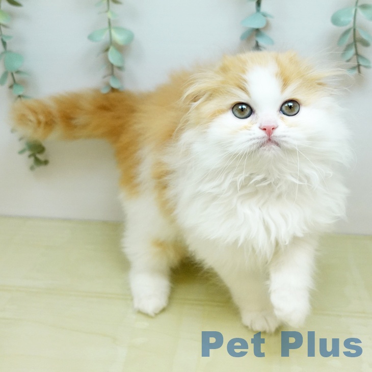 スコティッシュフォールドの写真2