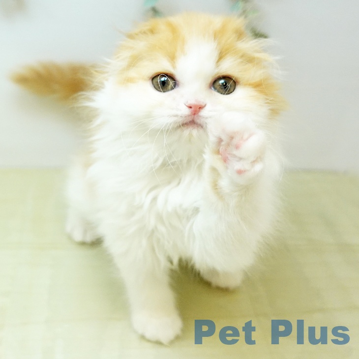 千葉県のスコティッシュフォールド (ペットプラス 幕張新都心店/2026年2月10日生まれ/女の子/レッドホワイト)の子猫の1枚目の画像