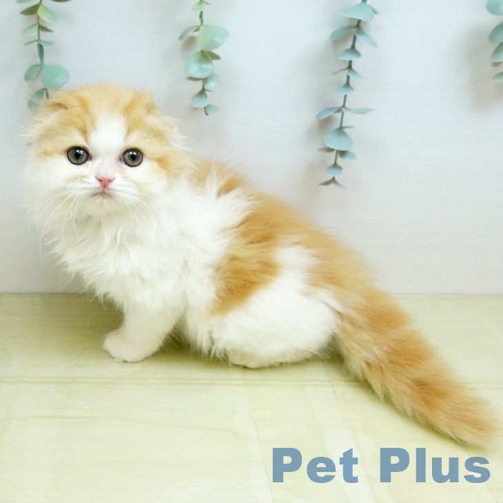 千葉県のスコティッシュフォールド (ペットプラス 幕張新都心店/2026年2月10日生まれ/女の子/レッドホワイト)の子猫の2枚目の画像