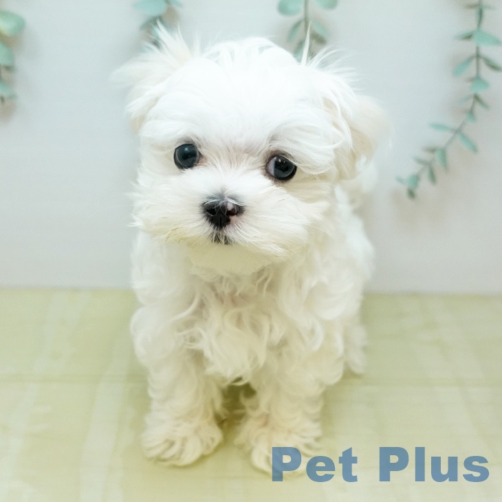 マルチーズの写真2