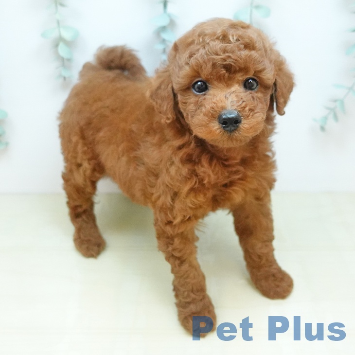 トイ・プードル