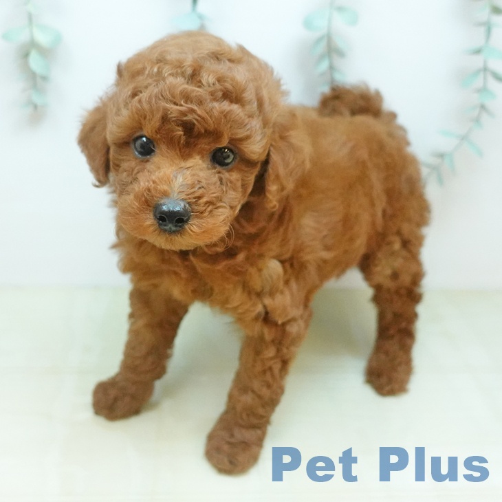 トイ・プードルの写真2