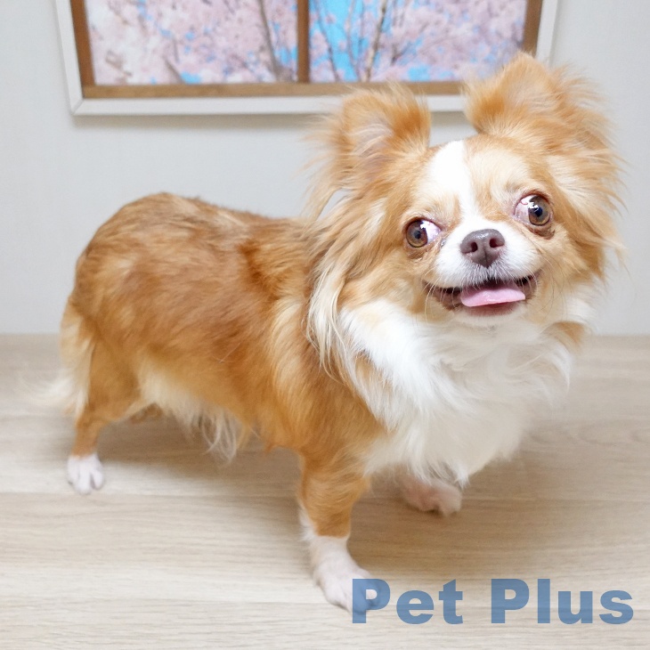 チワワの詳細情報 | PetPlus パートナードッグ&キャット