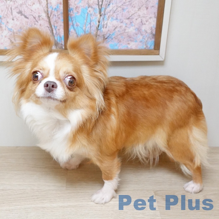 チワワ♡ チワワの詳細情報 | PetPlus パートナードッグ&キャット