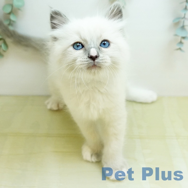 ラグドールの写真2