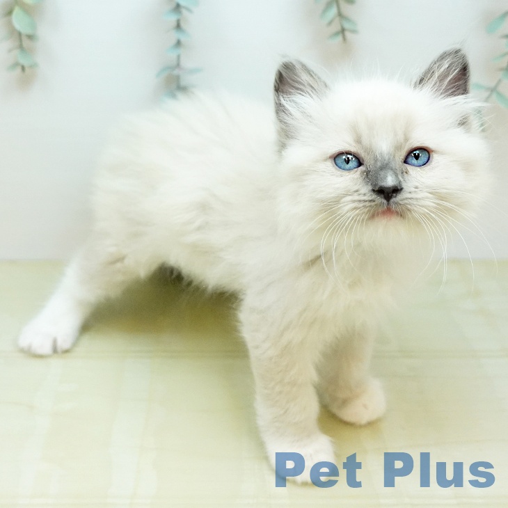 ラグドールの写真2