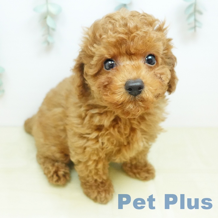 トイ・プードル