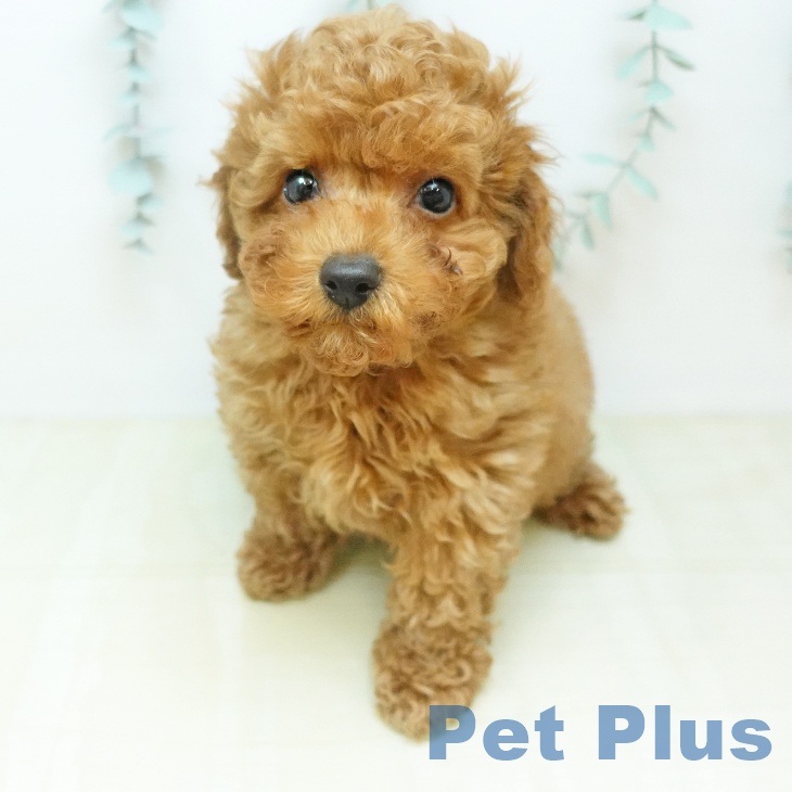 トイ・プードル