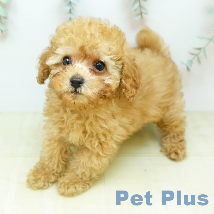 徳島県のトイプードル(トイ) (ペットプラス 徳島店/2026年2月10日生まれ/男の子/アプリコット)の子犬の1枚目の画像