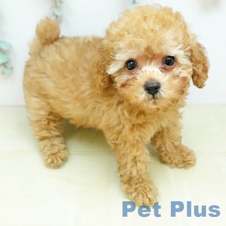 徳島県のトイプードル(トイ) (ペットプラス 徳島店/2026年2月10日生まれ/男の子/アプリコット)の子犬の2枚目の画像